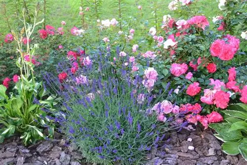 creating a rose bed