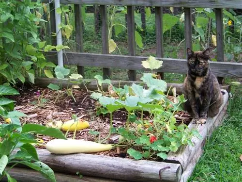 bescherm het bed tegen katten