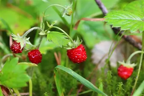 berry partial shade