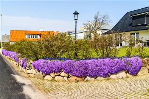 rose bed ground cover