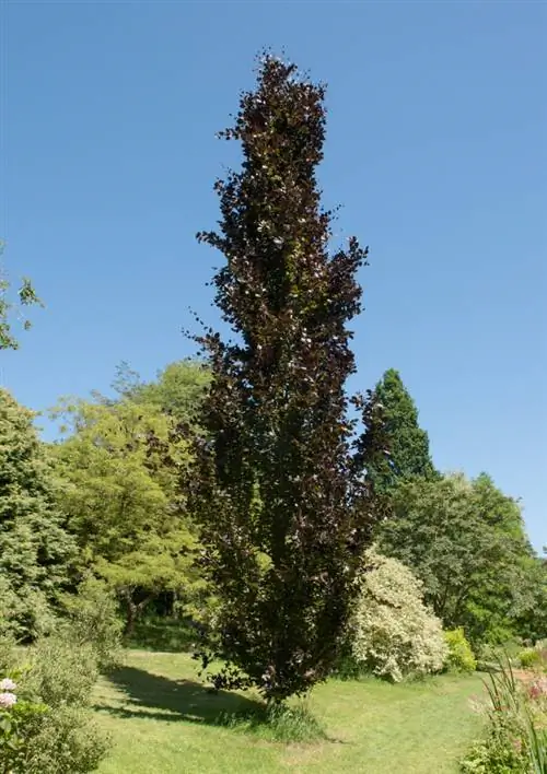 Slanke bomen voor de kleine tuin of voortuin - De mooiste soorten