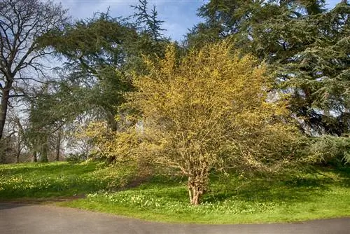 Arbres nécessitant peu d'entretien : les meilleures espèces d'arbres pour peu de travaux