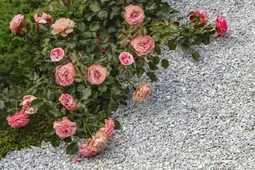 Couvrir le parterre de roses de gravier