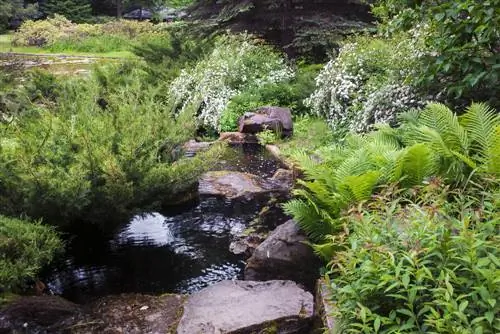 Stream na mga halaman: Paano gumawa ng natural na idyll