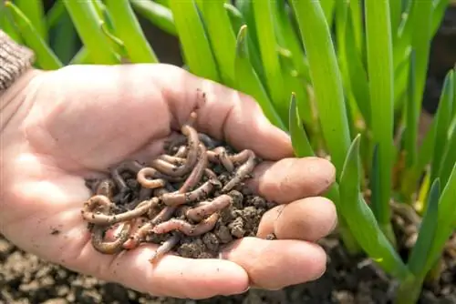 Attirare i lombrichi: consigli per un terreno sano nel giardino