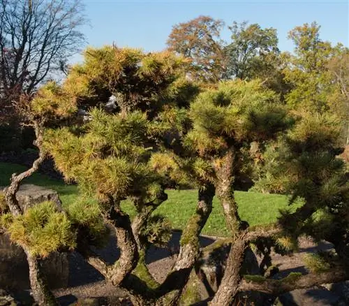 diepgewortelde bomen