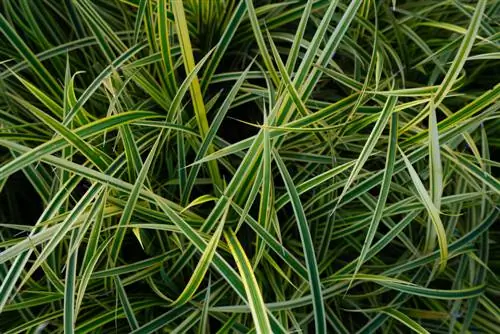 Carex japonais : est-il toxique pour les humains et les animaux ?