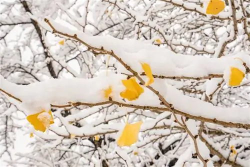 Alberi resistenti all'inverno: come trovare l'albero da giardino perfetto