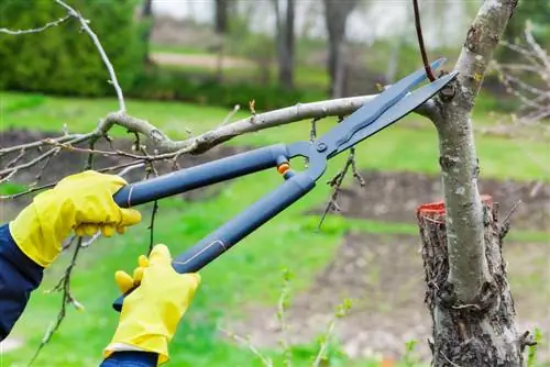 wanneer bomen moeten worden gekapt