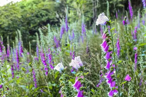 Create a partial shade bed: Breathtaking selection of plants