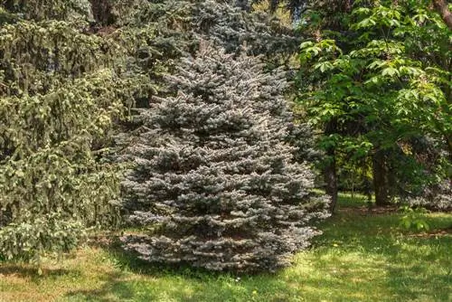 snelgroeiende groenblijvende bomen