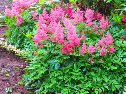 Diseñar un lecho de sombra: plantas atractivas para rincones oscuros