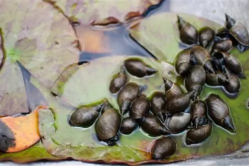 Mangia-alghe nello stagno: quali animali aiutano contro le alghe?