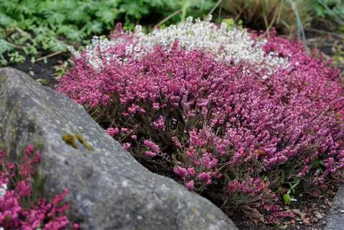 Ümumi heather: profil və heyranedici xüsusiyyətlər