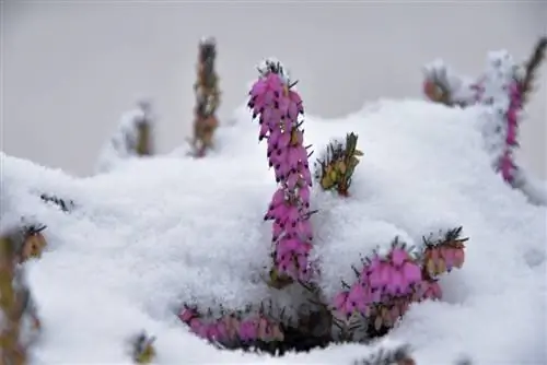 Common heather-hardy