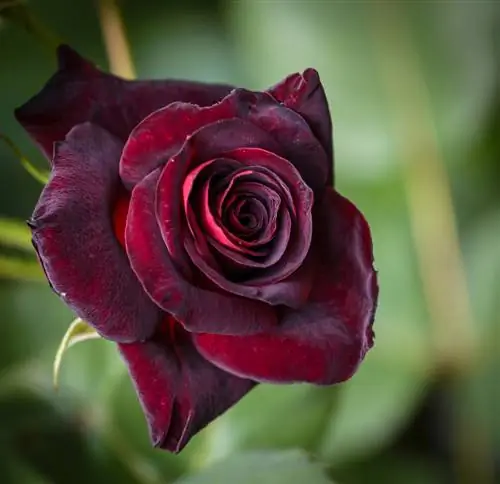 Rose Black Baccara: pasirūpinkite optimaliu spalvų blizgesiu