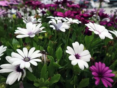 Zontolerante planten: kleurrijke selectie voor in de tuin