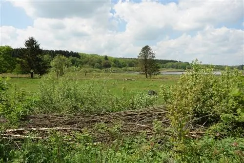 Planowanie i tworzenie żywopłotu Benje: o tym należy pamiętać