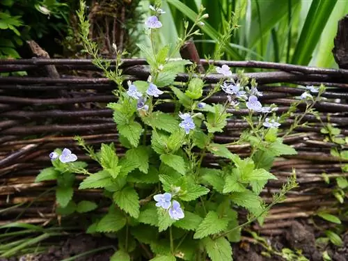 Plantació de bardisses de Benje