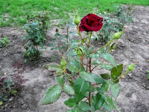 plantas de rosa baccara