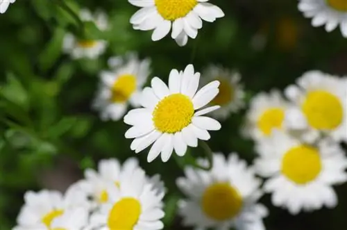 tempo de flor da bellis