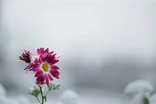 Winterharde madeliefjes: zo trotseert Bellis de kou