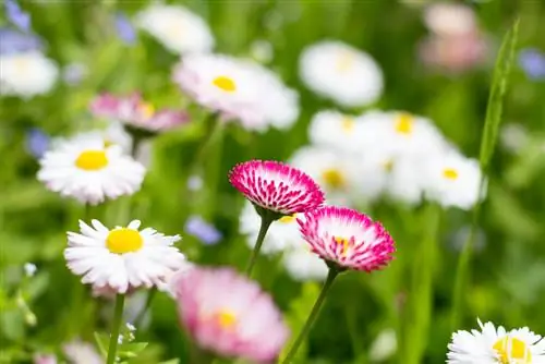 bellis বহুবর্ষজীবী