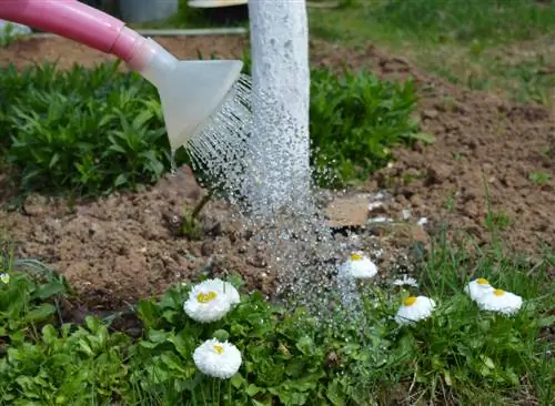 Bellis bakımı