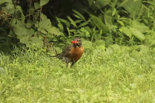 melindungi buah beri dari burung