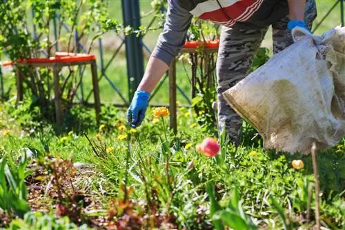 Fertilizing the bed: How to find the right fertilizer