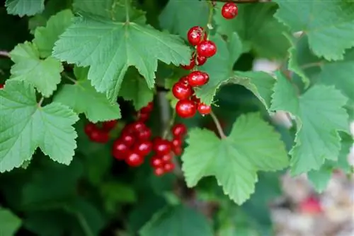 Alpine currant hedge