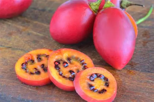 rozmnażaj tamarillo karłowate