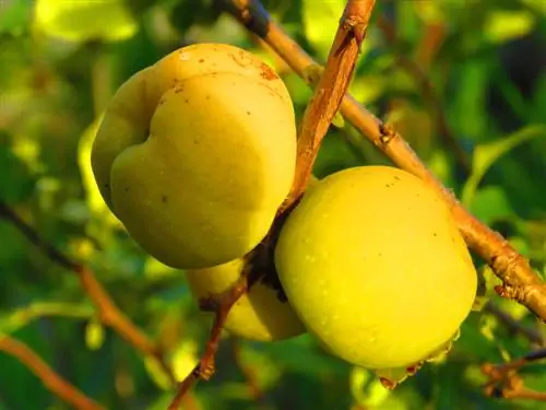 Apple Quince atau Pear Quince: apakah perbezaannya?