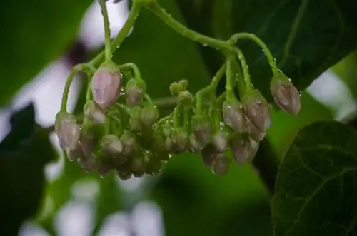 dvärgtamarillo övervintrar