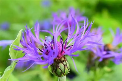 perfil de centaurea de montaña