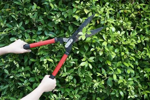 When are hedge and tree trimming allowed? - Look at the Federal Nature Conservation Act