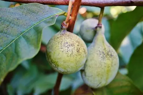 Asimina Triloba: 5 varietats de l'exòtic plàtan indi