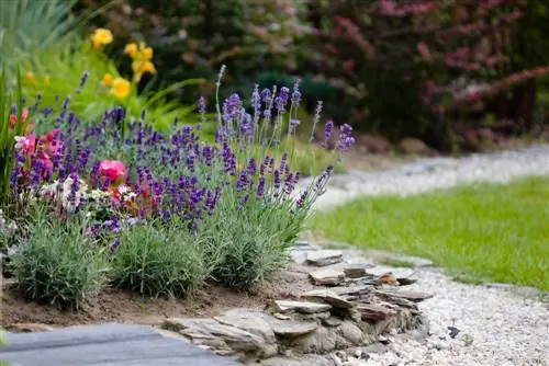 Soleado y colorido: consejos para macizos de flores en flor