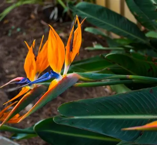 Afrikaanse blomme