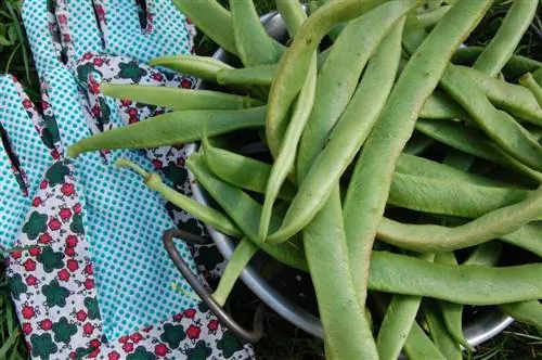 Ang French beans ay nakakalason