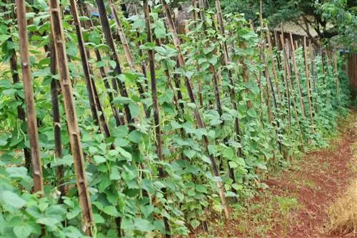 green bean plants