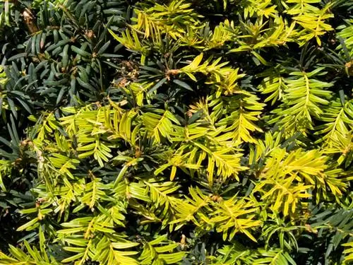 Yew diseases: Are yellow needles a warning sign?