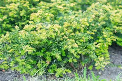 plantas de tejo