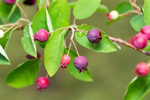 Serviceberry: giftige plant of veilig genieten?