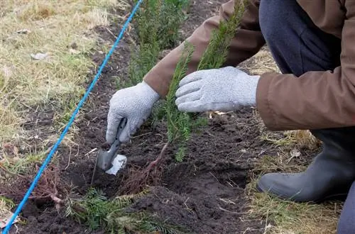 Tejo como seto: protección visual opaca y de hoja perenne