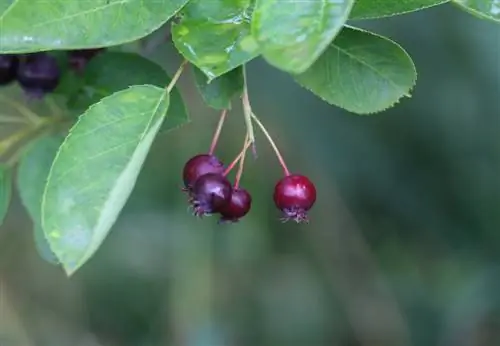 শিলা নাশপাতি পাউডারি মিল্ডিউ