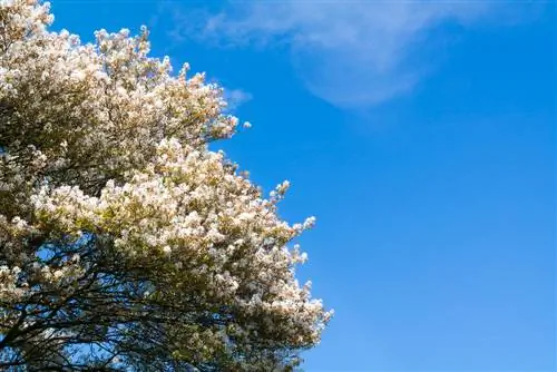 Creixement de Serviceberry: aquesta és la rapidesa amb què creix aquesta planta