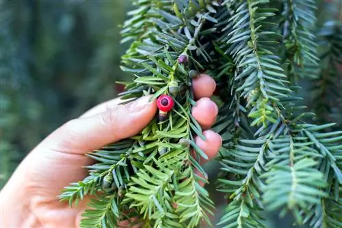 Yew kasalliklari: belgilari, sabablari va yechimlari