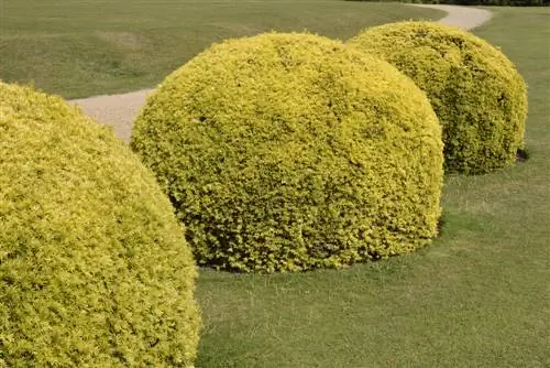 Trasformare gli alberi di tasso in una forma sferica: come funziona l'arte topiaria?