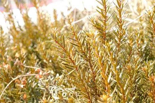 Taxus met schimmelaantasting: Herken, bestrijd en voorkom